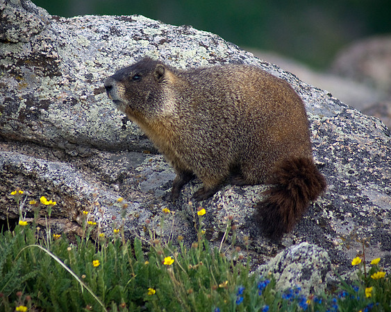Marmot