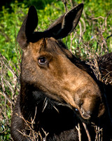 Moose Cow