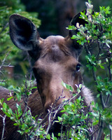 Moose Cow