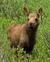Moose Calf