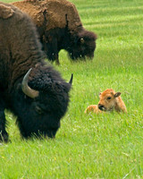 Buffalos & Calf