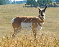 Custer State Park Antelope