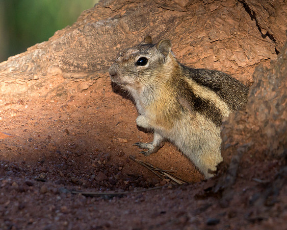 Cautious Chipmunk