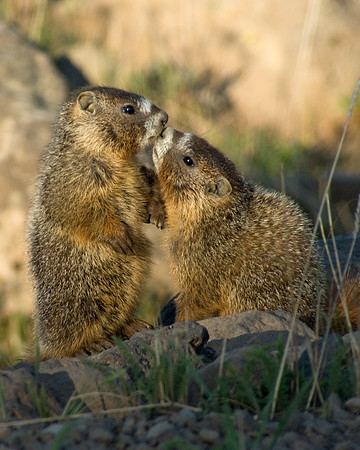 Marmot Love