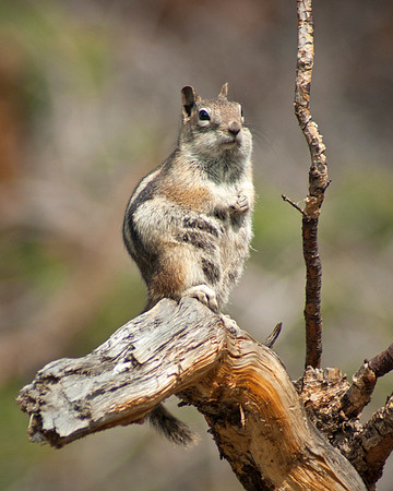 Budda Chipmunk