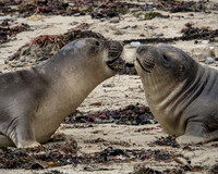 Ocean / Marine Wildlife