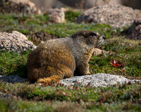 Smaller Wildlife