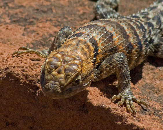 Wupatki National Monument Lizard