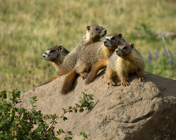 Marmot Gang
