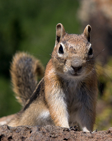 Ground Squirrel