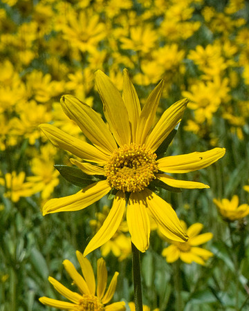 Field of Wildflowers; Grand Teton National Park, Wyoming