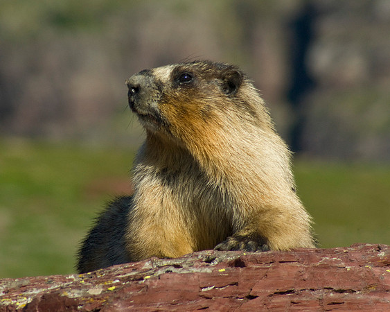 Marmot