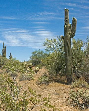 Arizona Cactus