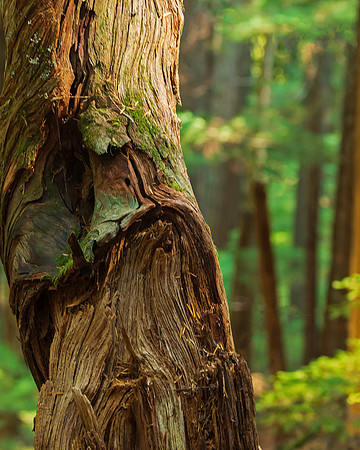 Red Cedar Close-Up