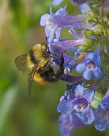 Bee with Flower