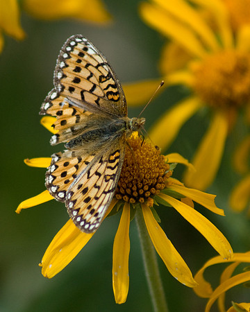 Grand Mesa Butterfly
