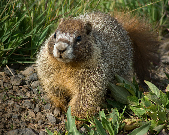 Marmot